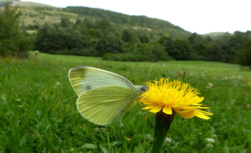 Pieridae di fine stagione....